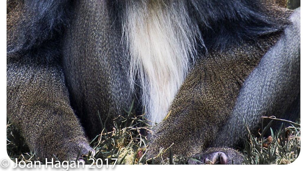 Fantastic small animal park, always expanding and well worth a days visit. open everyday except Christmas Day.