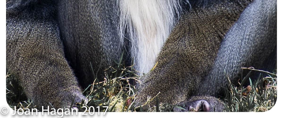 Fantastic small animal park, always expanding and well worth a days visit. open everyday except Christmas Day.