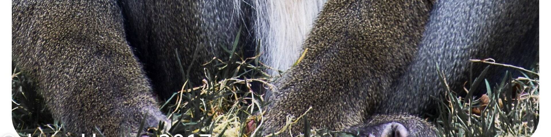 Fantastic small animal park, always expanding and well worth a days visit. open everyday except Christmas Day.