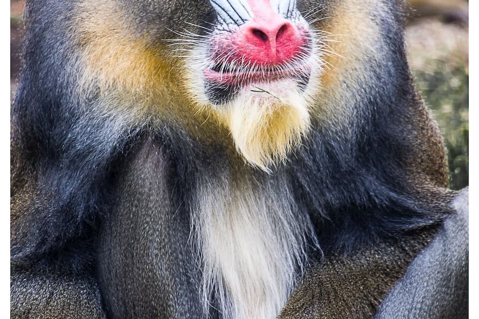 A baboon with distinctive facial markings and a white beard.