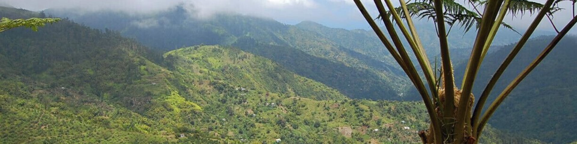 At approximately 3,500 – 4,500 ft altitude in the Blue Mountains, you'll find the Old Tavern Estate. The 75 acre farm is the only estate licenced coffee plantation in Jamaica. An incredible view and a coffee-lovers paradise! #localgem #jamaica #mountains #island
