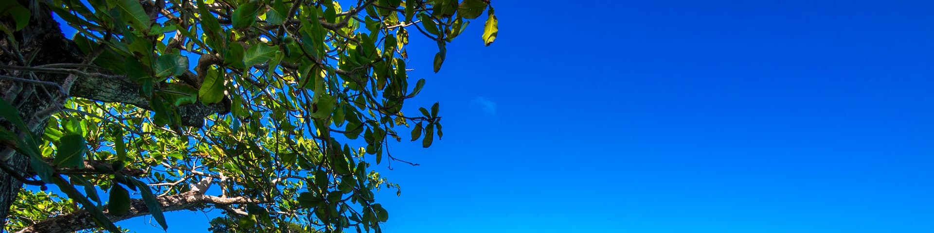 A clear turquoise sea, a small island with dense green foliage, and a clear blue sky.