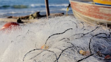 South Coast showing fishing