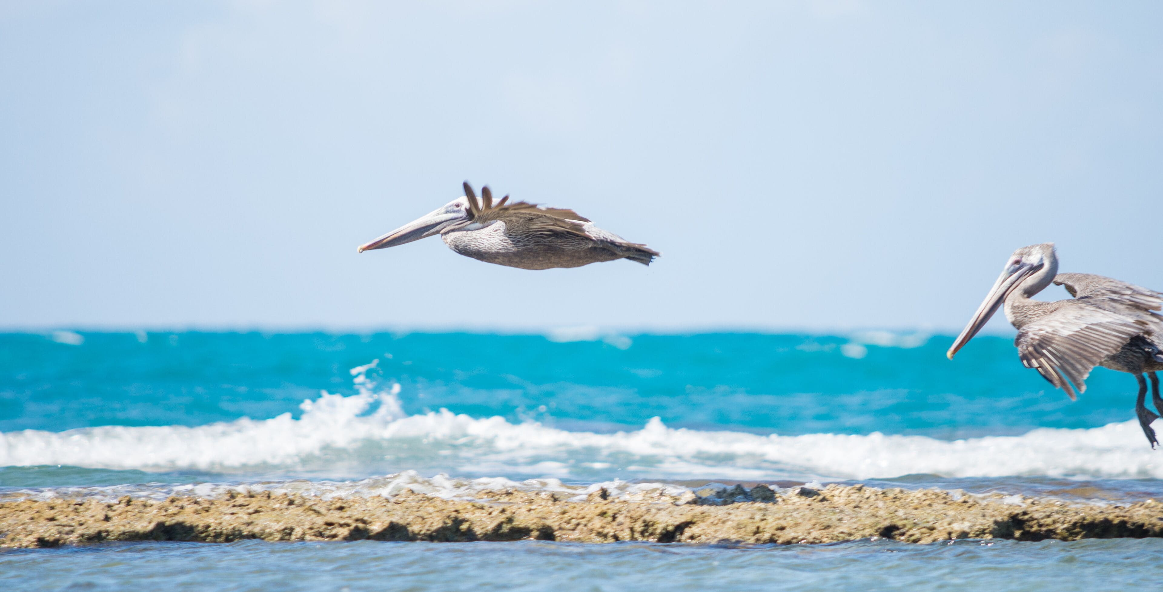 A pelican flying over a rocky shoreline with waves in the background.