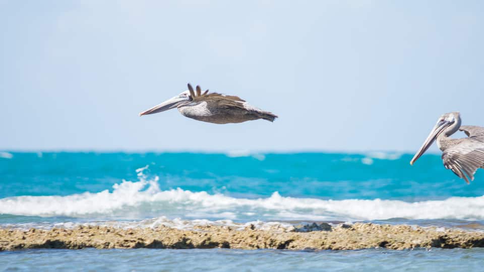 A pelican flying over a rocky shoreline with waves in the background.