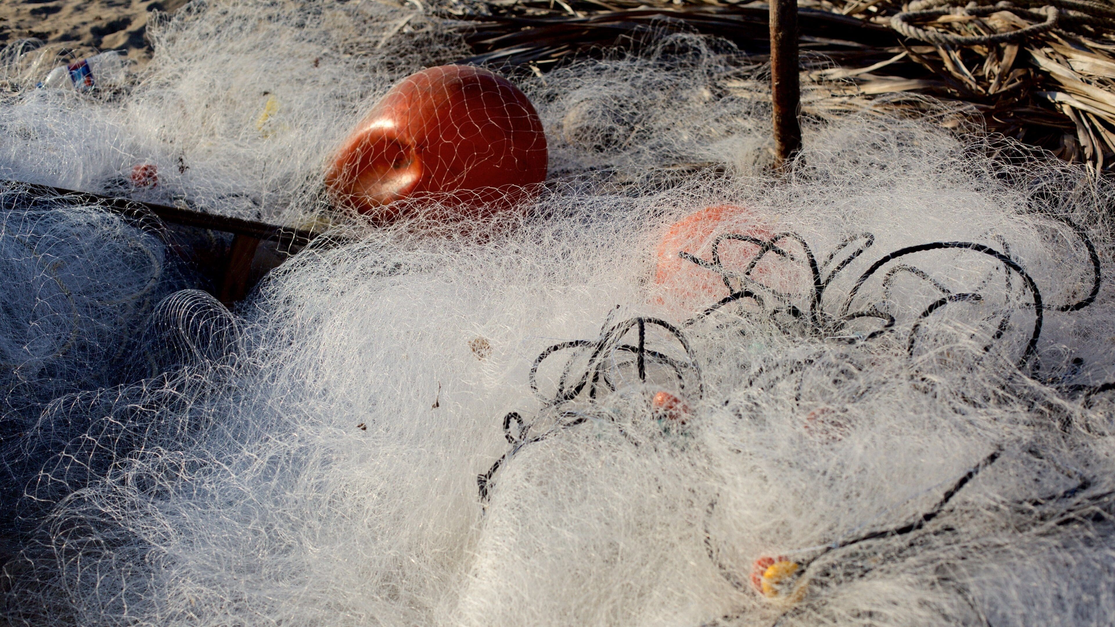 Côte sud montrant pêche