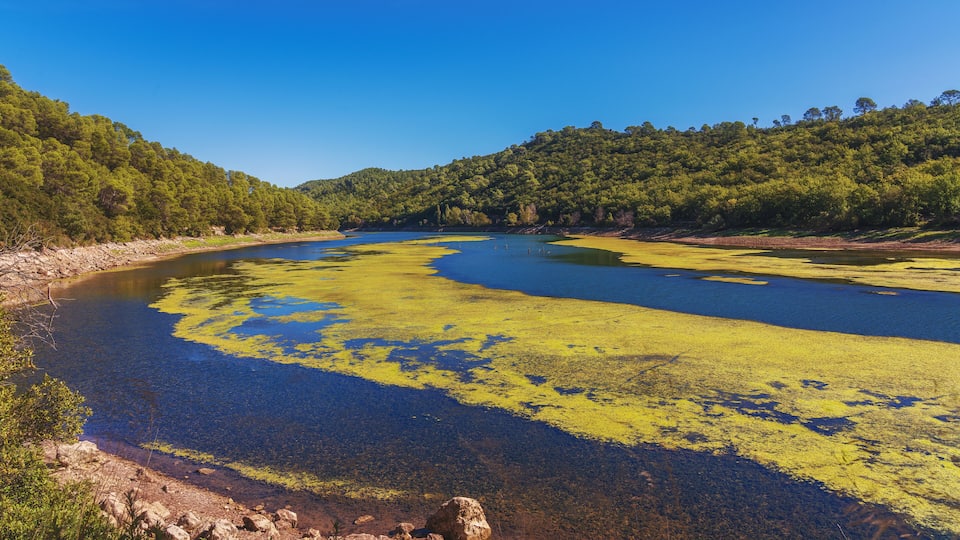 A river with green algae, surrounded by forested hills.