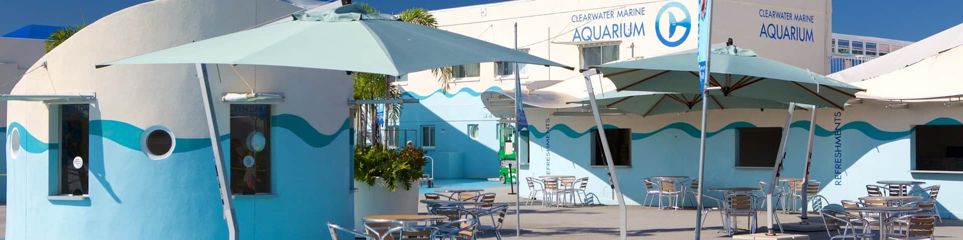 Un espacio al aire libre con temática azul, con sombrillas y sillas frente a un edificio identificado como "Clearwater Marine Aquarium".