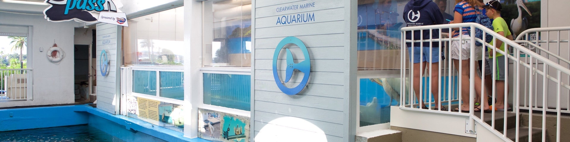 Aquário Marinho de Clearwater que inclui vida marinha assim como um pequeno grupo de pessoas