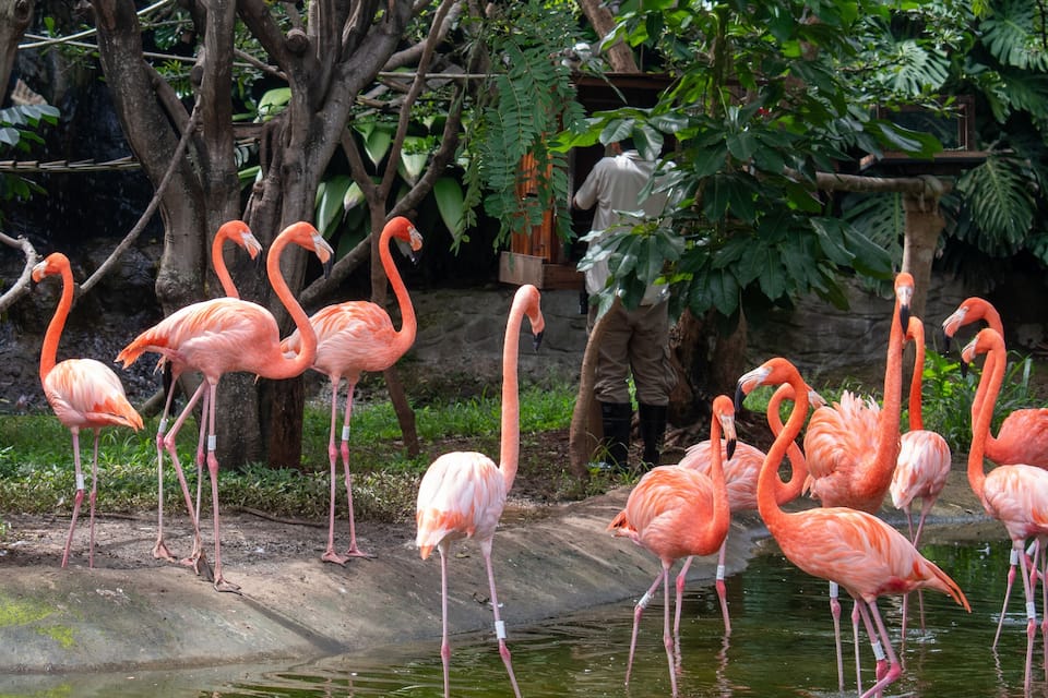 A group of flamingos standing in a pond surrounded by trees and greenery.