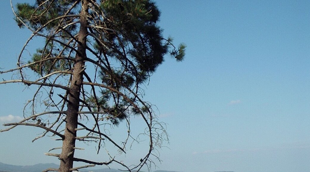 Pinus pinaster sopra Borghetto Santo Spirito