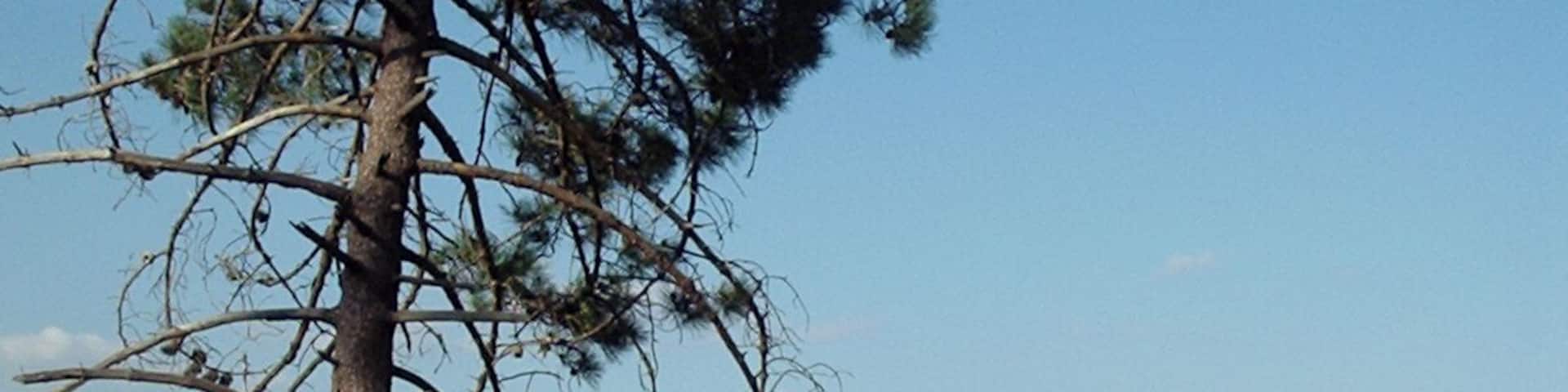 Pinus pinaster sopra Borghetto Santo Spirito