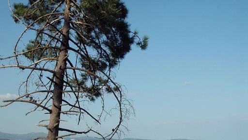 Pinus pinaster sopra Borghetto Santo Spirito