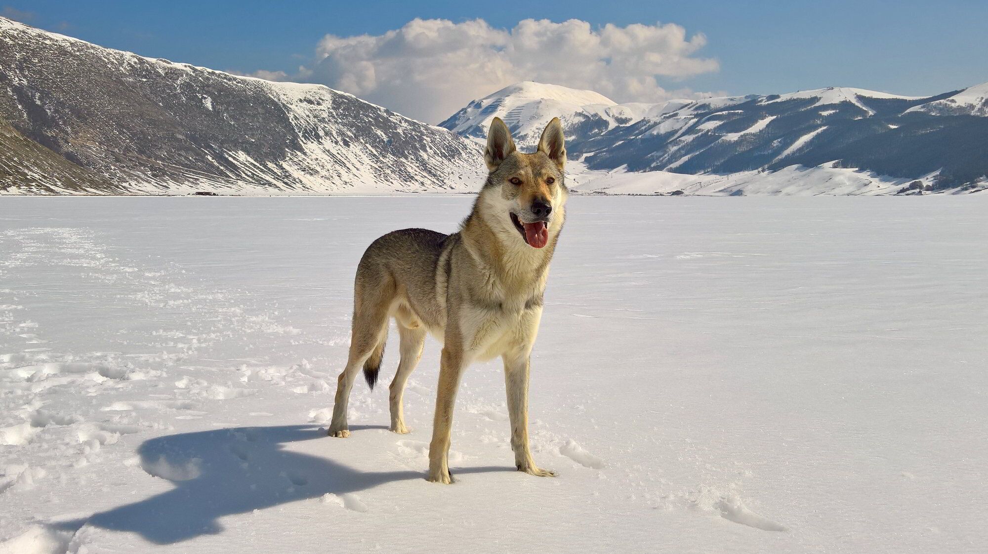 Delicate Sound of Thunder Ezechielelupo - Czechoslovakian Wolfdog