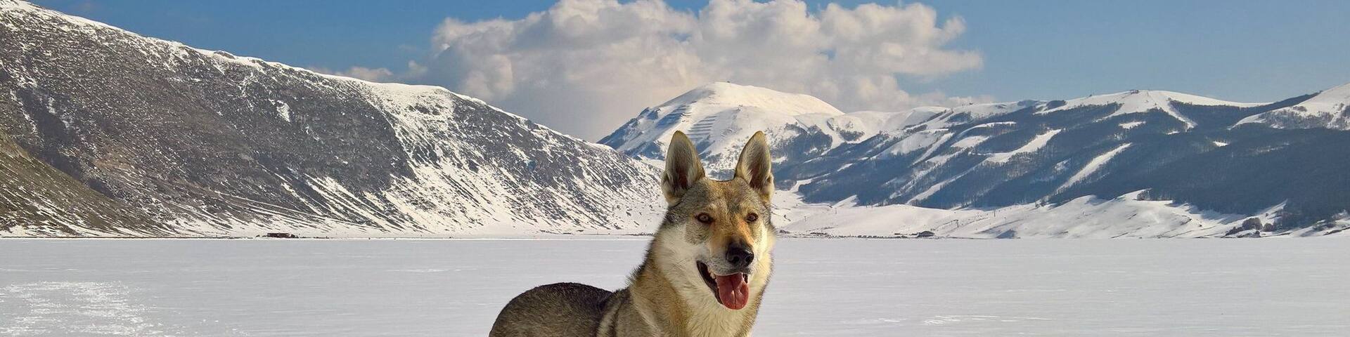 Delicate Sound of Thunder Ezechielelupo - Czechoslovakian Wolfdog