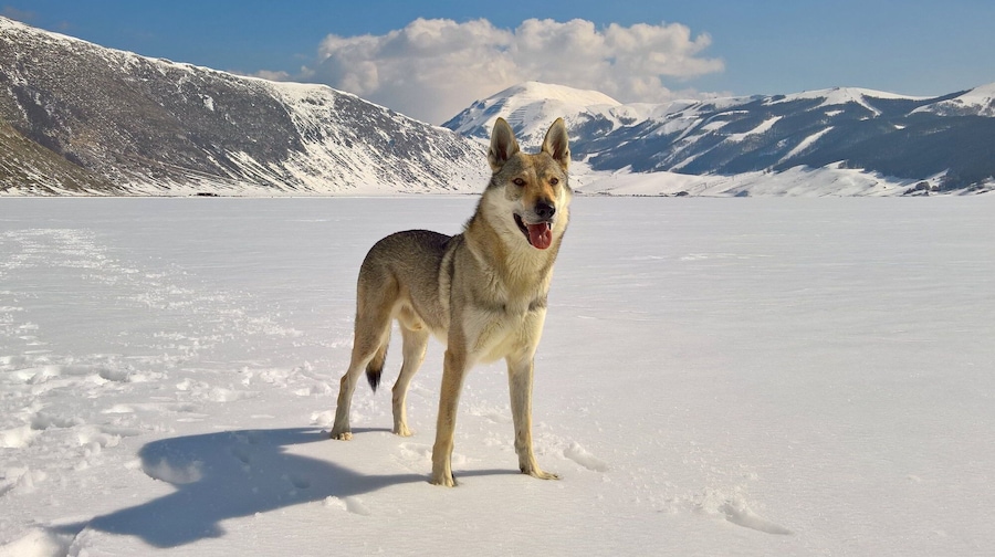 Delicate Sound of Thunder Ezechielelupo - Czechoslovakian Wolfdog