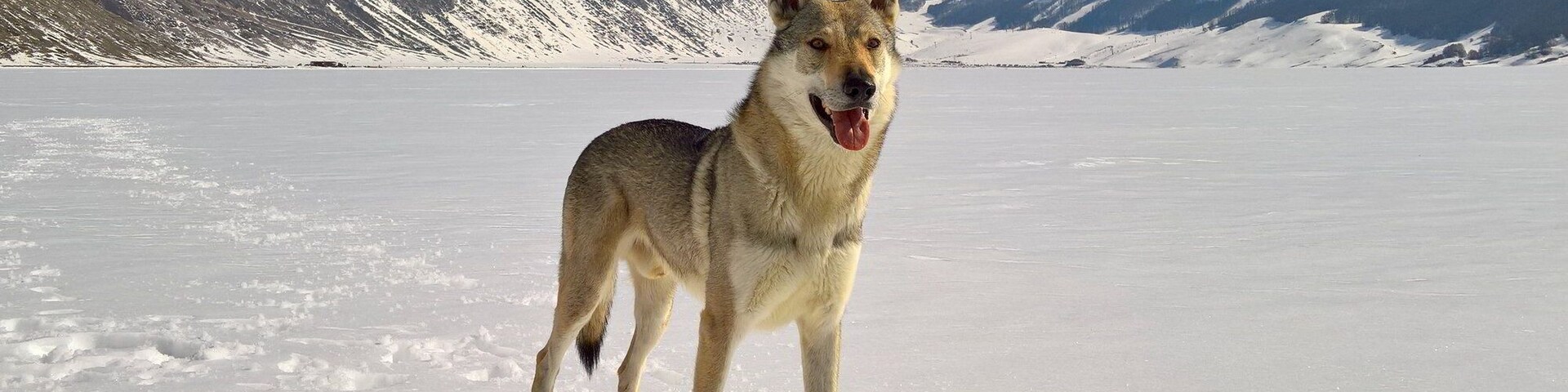 Delicate Sound of Thunder Ezechielelupo - Czechoslovakian Wolfdog