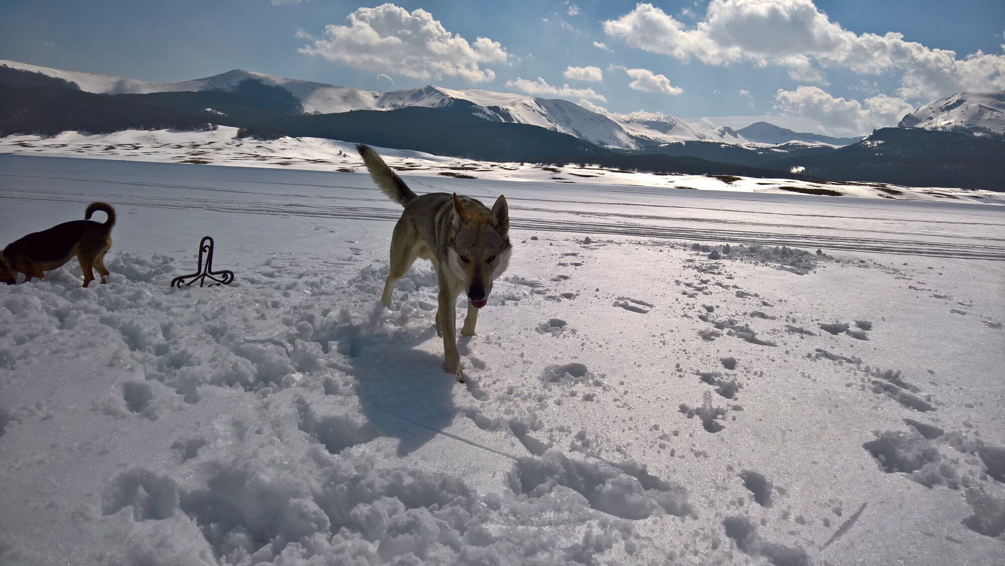 Delicate Sound of Thunder Ezechielelupo - Czechoslovakian Wolfdog