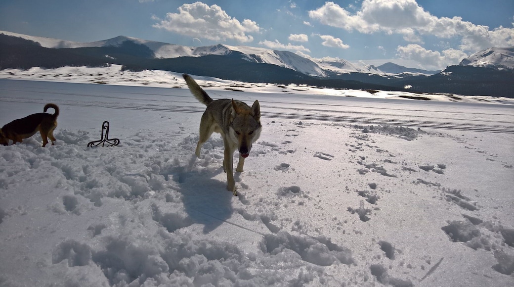 Delicate Sound of Thunder Ezechielelupo - Czechoslovakian Wolfdog