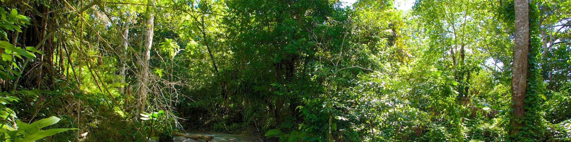 Mayfield Falls showing rapids and rainforest