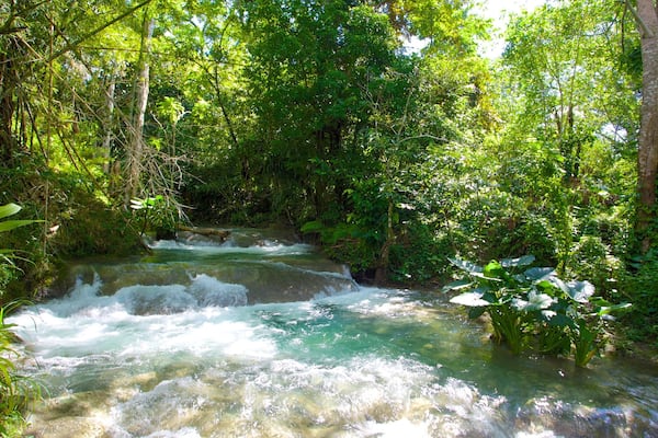 Mayfield Falls which includes rainforest and rapids