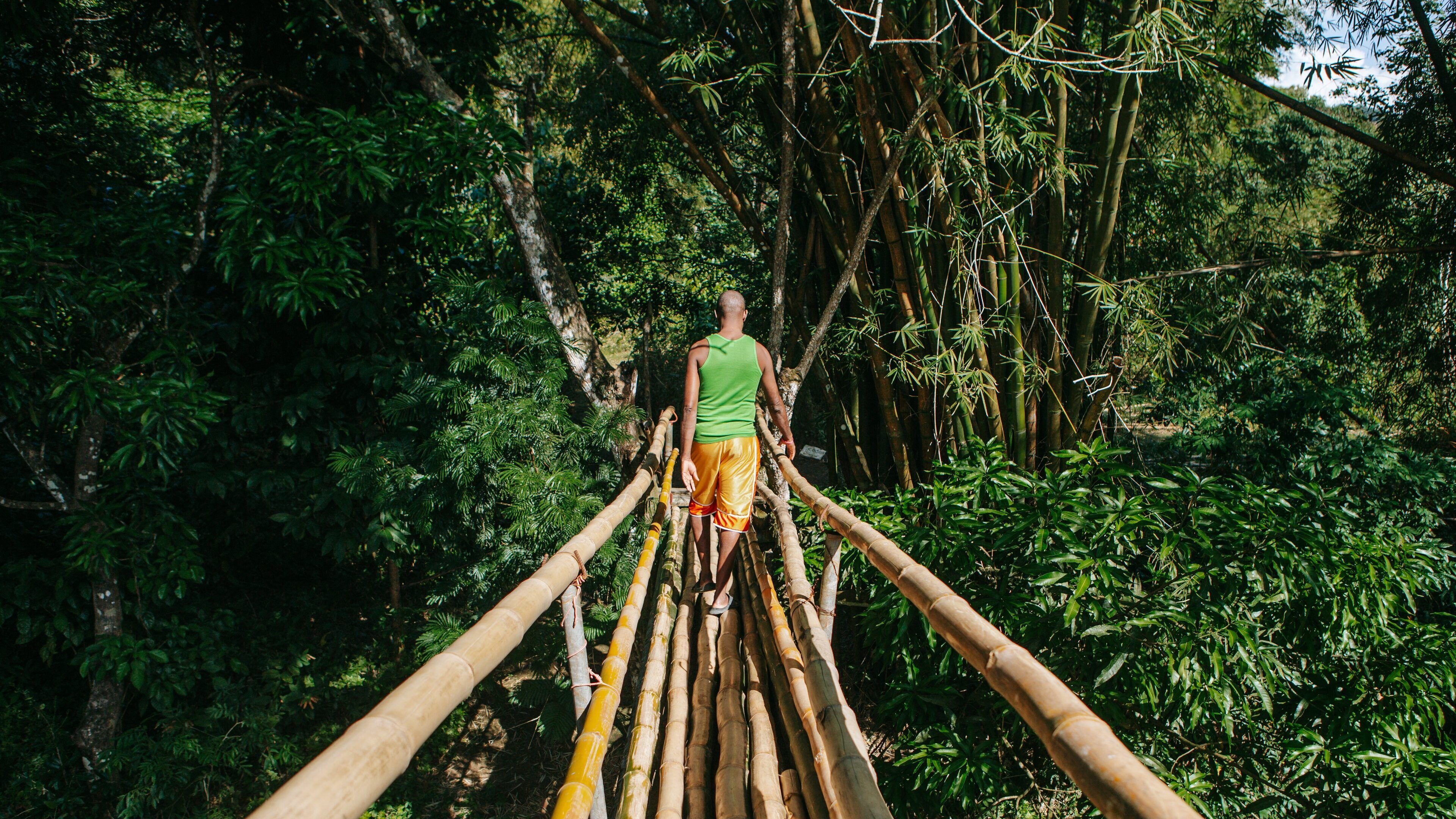 Mayfield Falls showing forest scenes and a suspension bridge or treetop walkway as well as an individual male