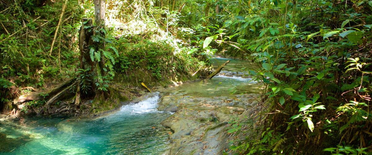 A clear stream with surrounding lush greenery and rocks.