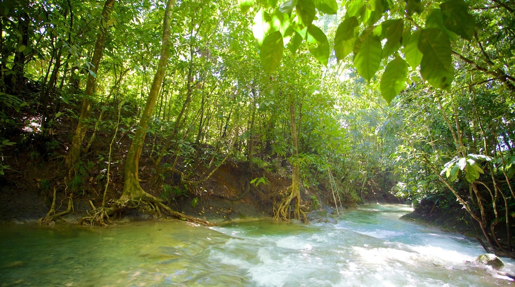 Mayfield Falls showing tropical scenes and a river or creek