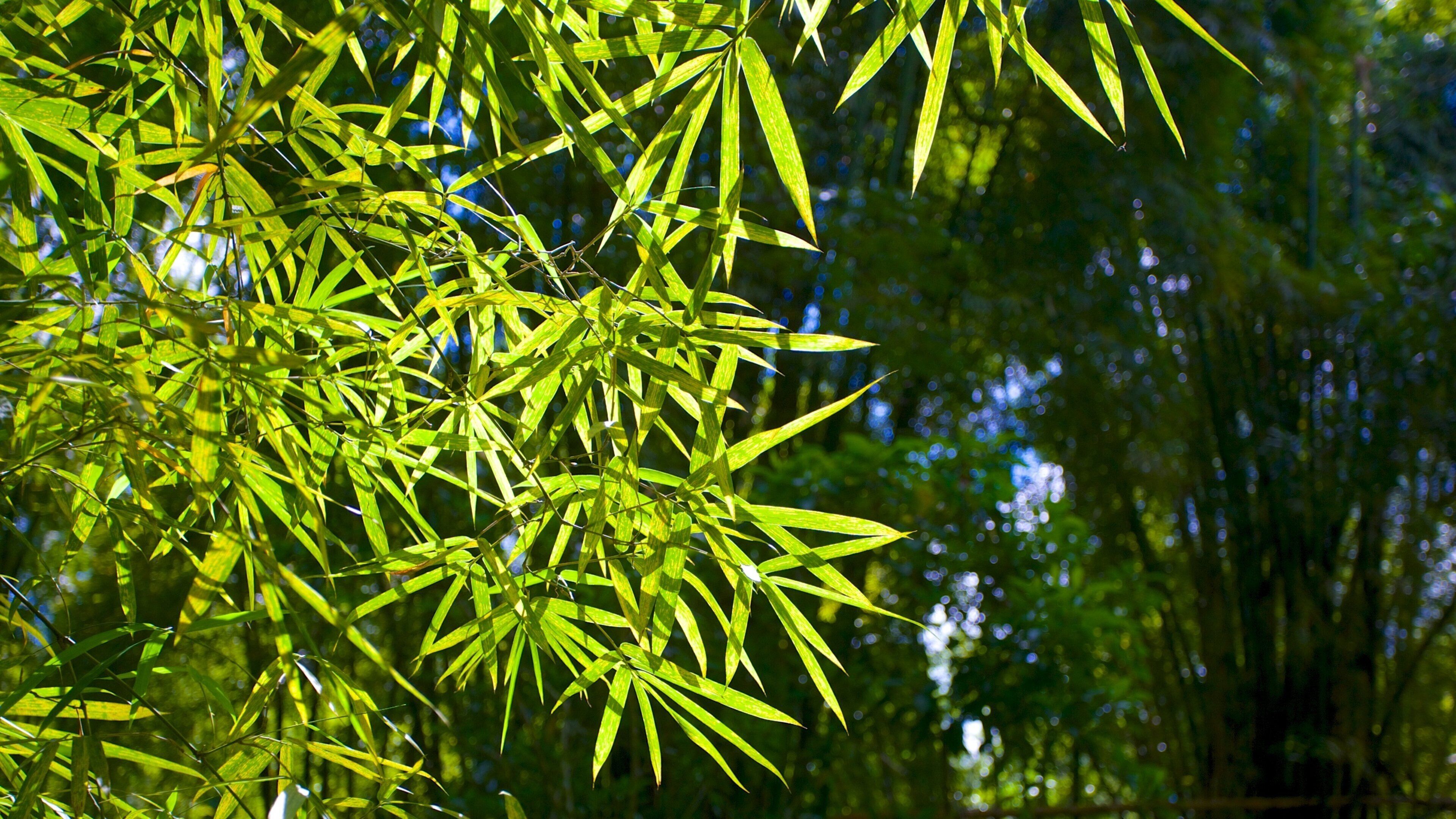 Cascadas Mayfield mostrando escenas tropicales