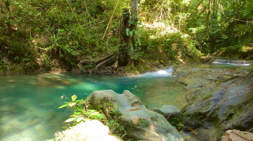 Mayfield Falls featuring rainforest and a river or creek
