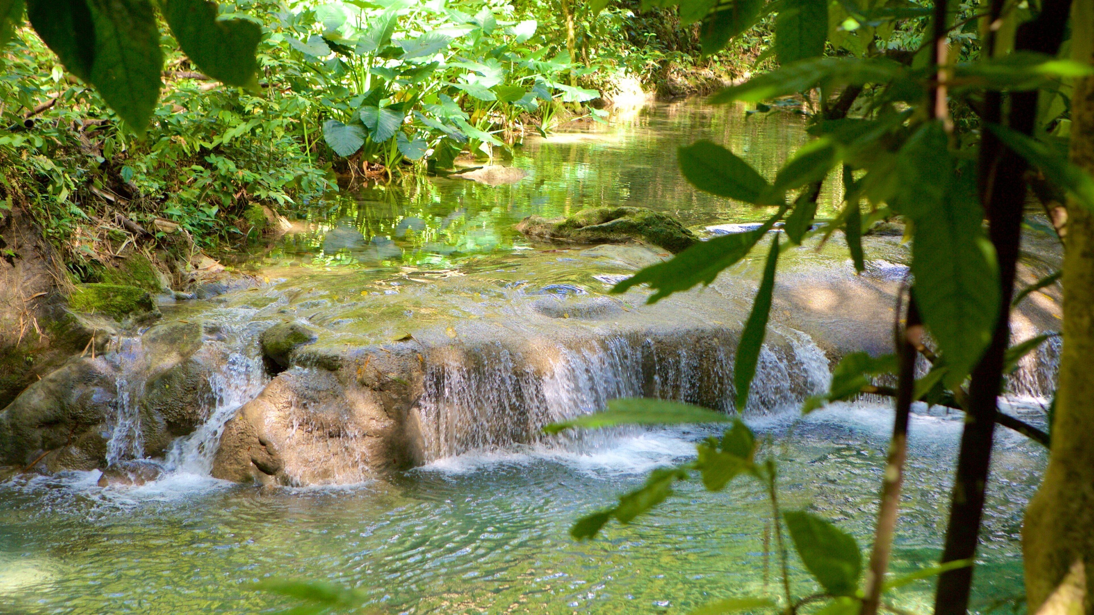 Mayfield Falls which includes a river or creek and rainforest