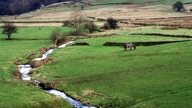 Um vale verde com um riacho, uma vaca e colinas ondulantes.