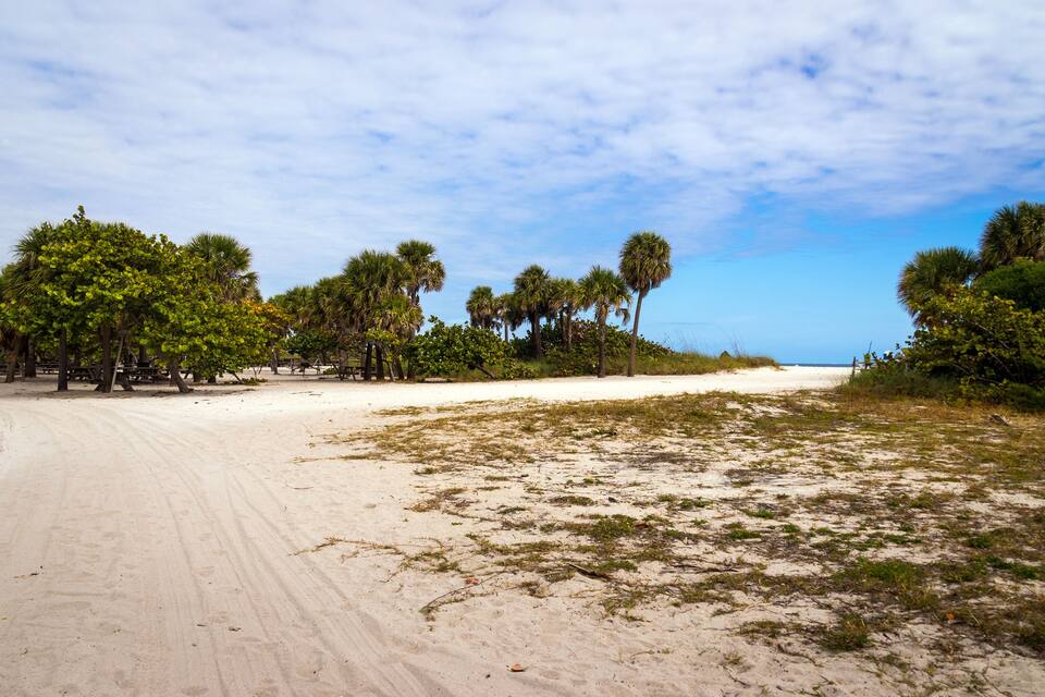 A sandy beach with palm trees and a clear sky.