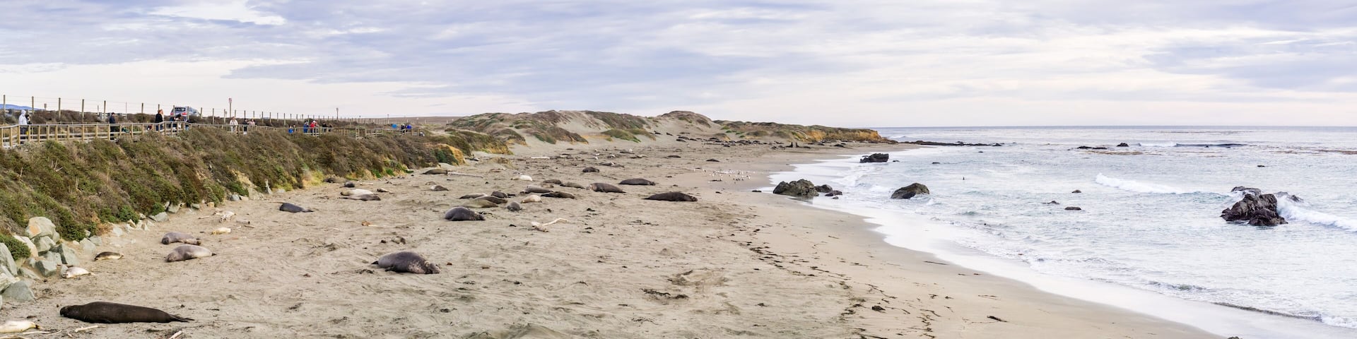 Elephant seals resting on a beach on the Pacific Ocean coastline during mating season; San Simeon, California
