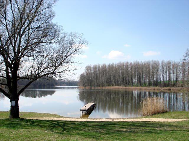 A calm lake with a bench, a large leafless tree, and a forest in the background.
