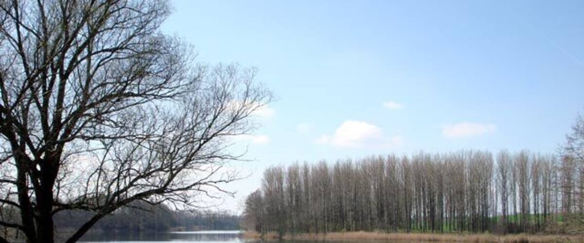 A calm lake with a bench, a large leafless tree, and a forest in the background.