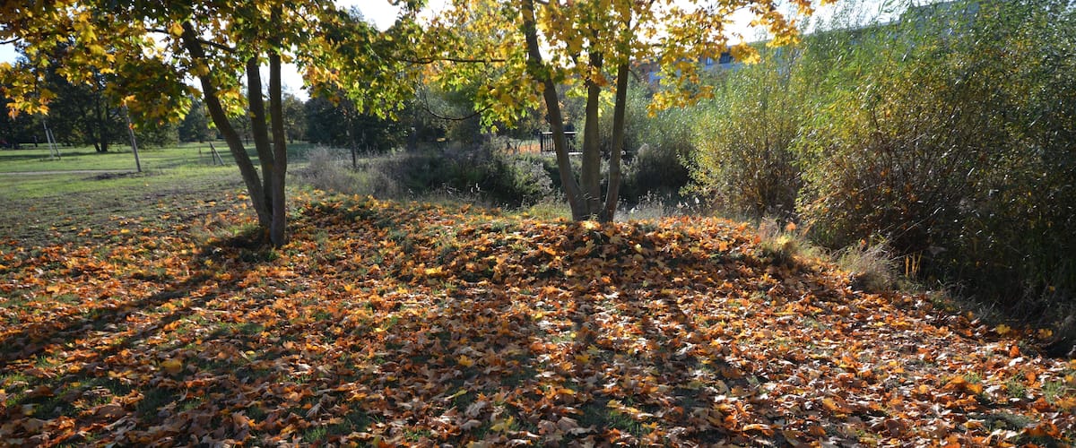 A park with trees and a ground covered in fallen leaves.