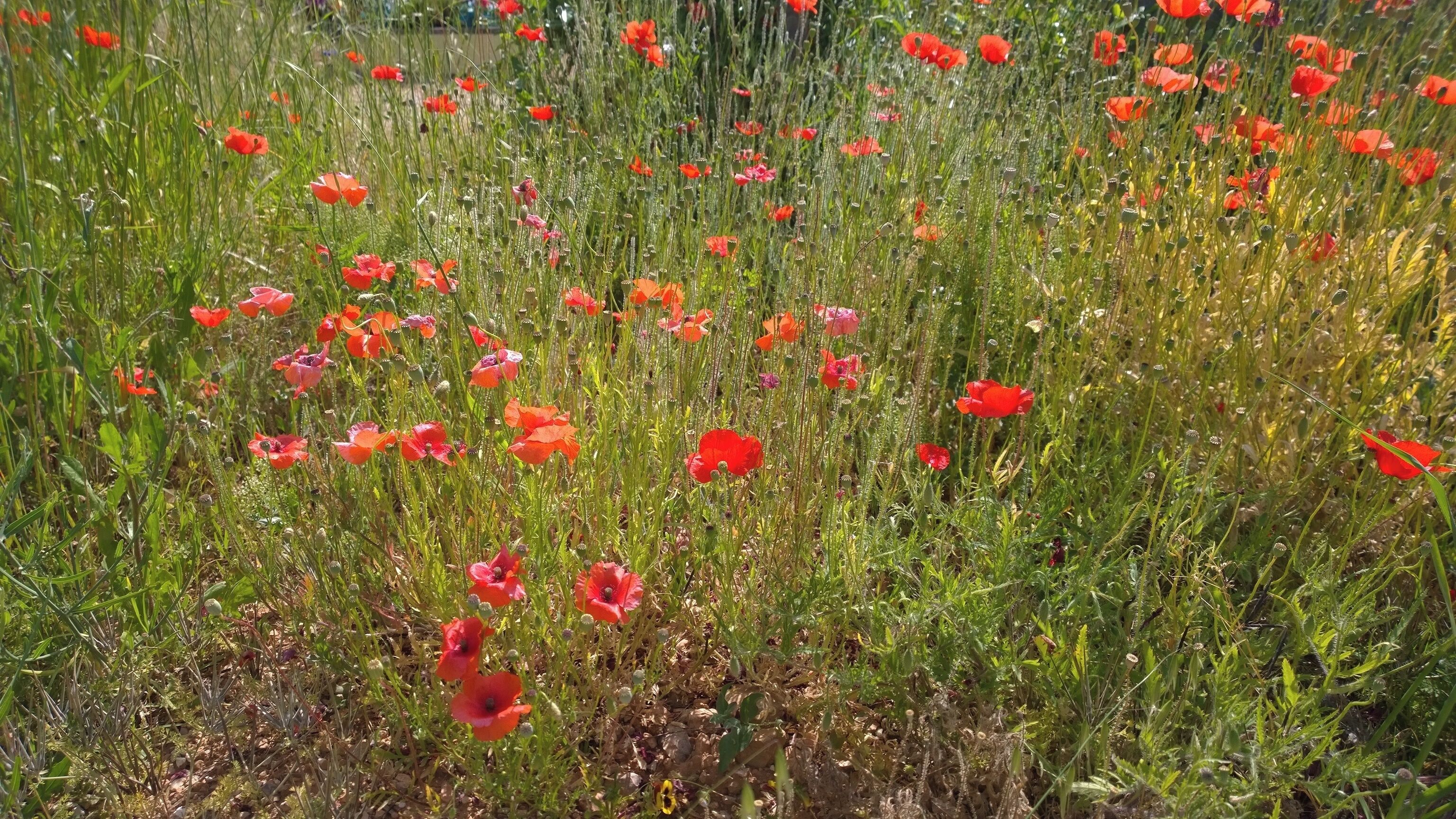Cimetière du Tholonet