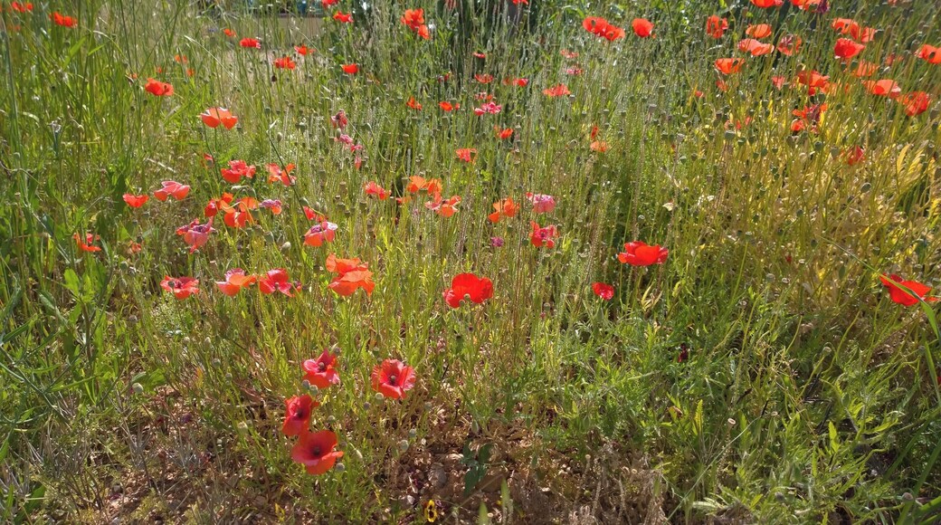 Cimetière du Tholonet
