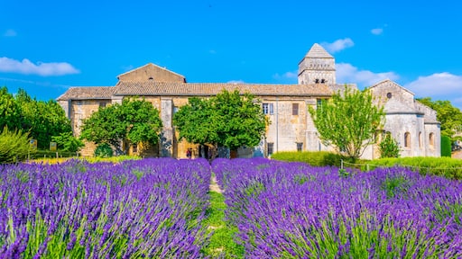 Lavender field in the monastery of Saint Paul de Mausole in France
