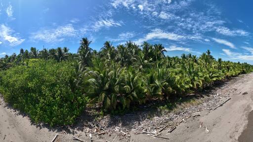 .Experience the ultimate tropical getaway at Tambor Beach in beautiful Costa Rica, complete with swaying palm trees and white sand.