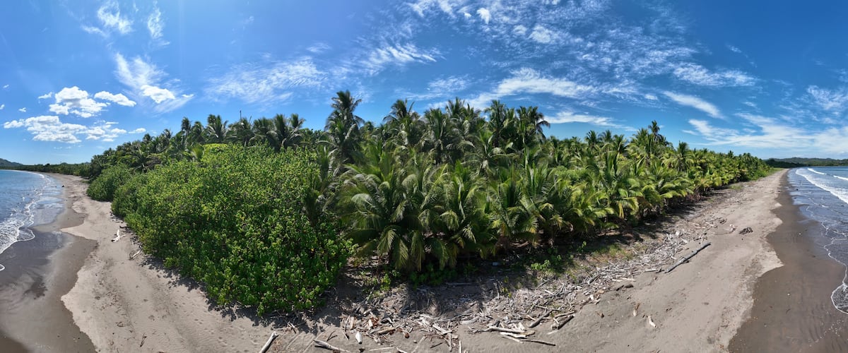 A beach with dense palm trees and a clear blue sky.