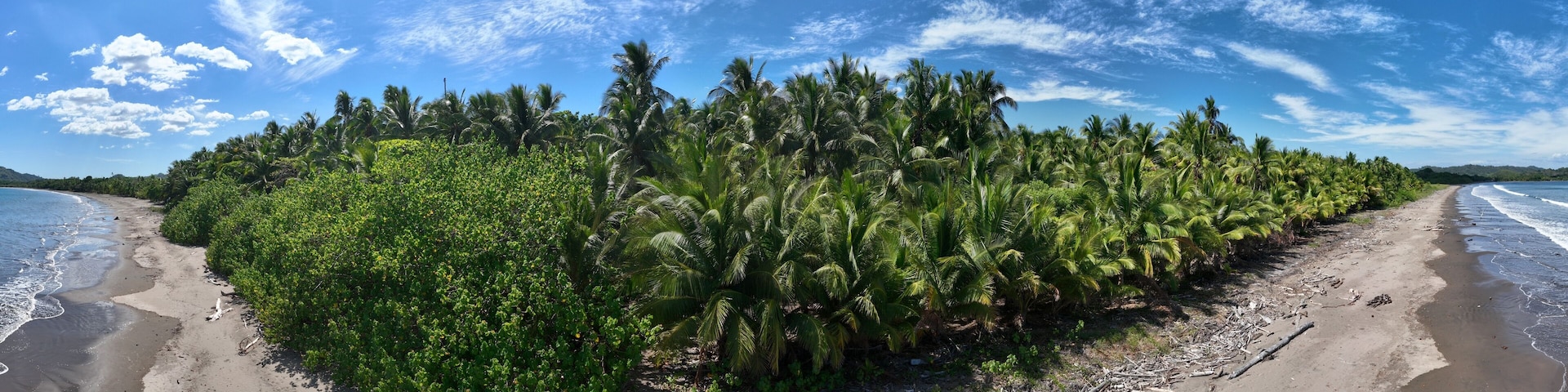 A beach with dense palm trees and a clear blue sky.