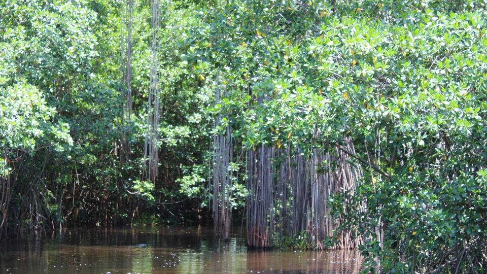 A dense mangrove forest with water reflecting the greenery.