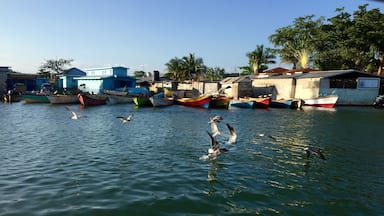 I quickly snapped this shot whilst our guide was trying to find us one of the many crocodiles that live in the river.