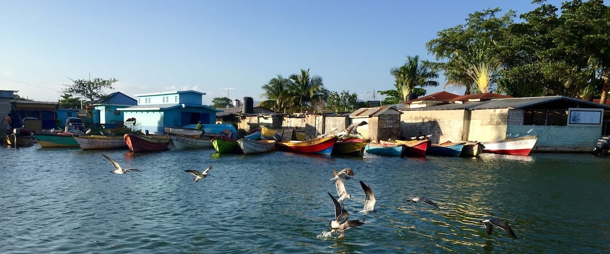 A harbor with boats docked along the shore and seagulls flying over the water.