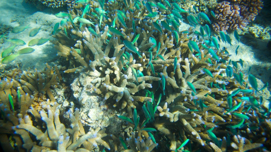 Yasawa Islands which includes colourful reefs and marine life