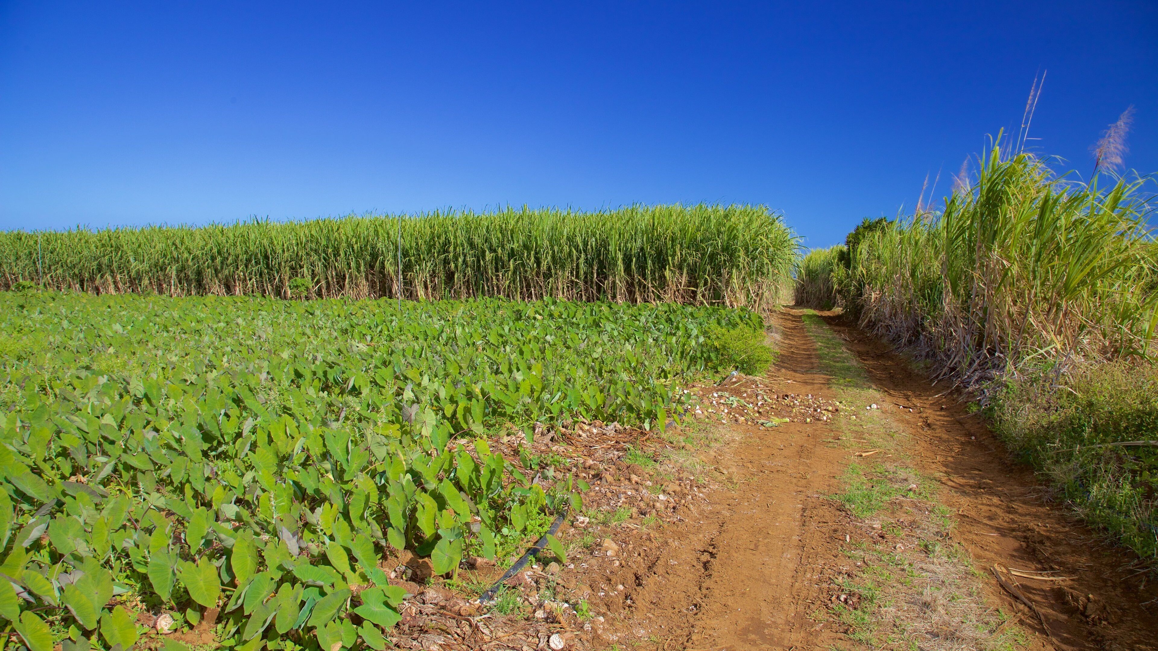 Petite-Ile which includes farmland