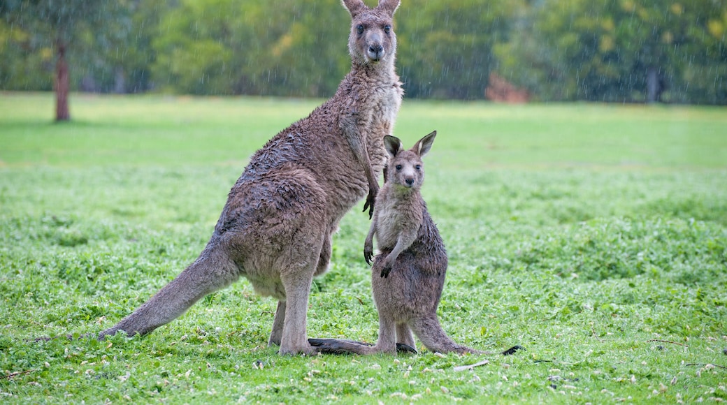 Eastern grey kangaroo with joey in the Grampians national park ,Victoria, Australia.