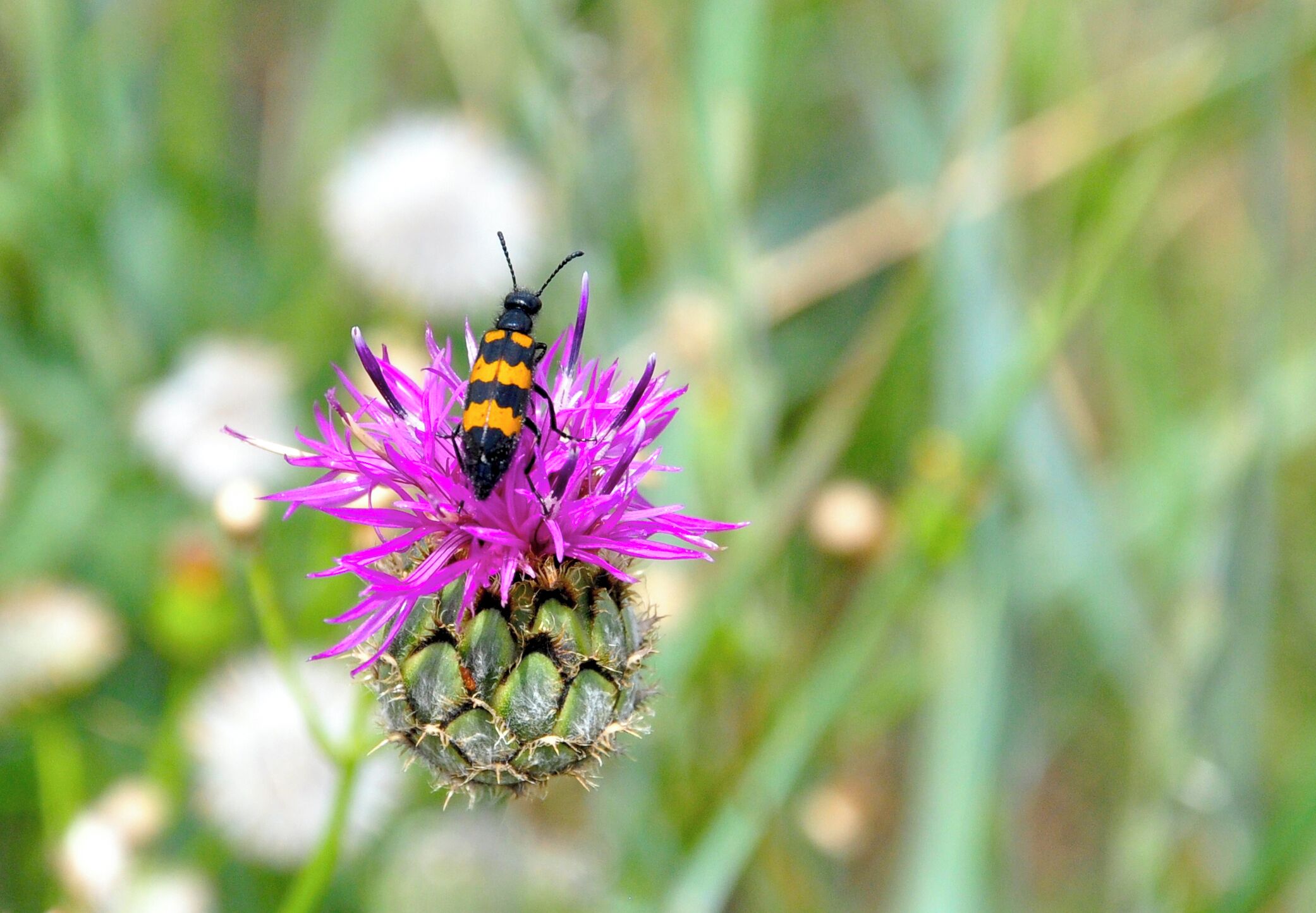 Spotted this little fella on the walk up to the viaduct viewing point.